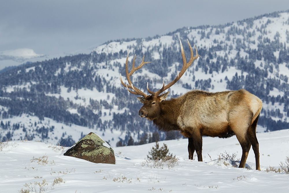 Bull Elk-Winter in the Rockies